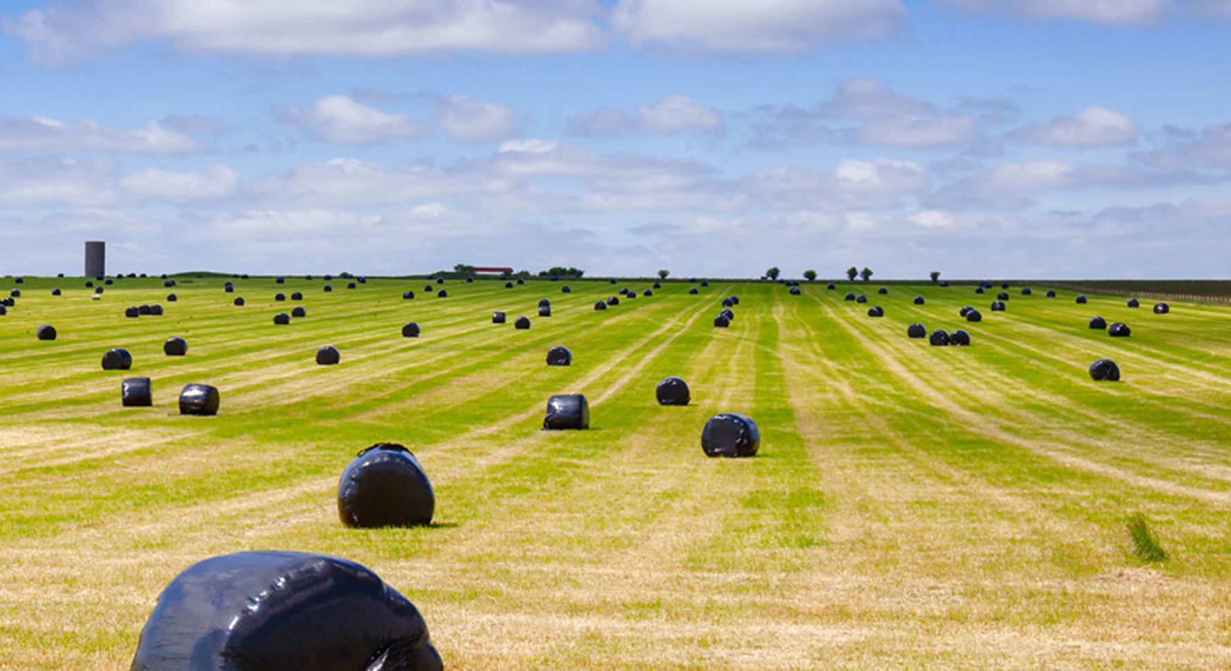 A field with bales of hay wrapped in plastic