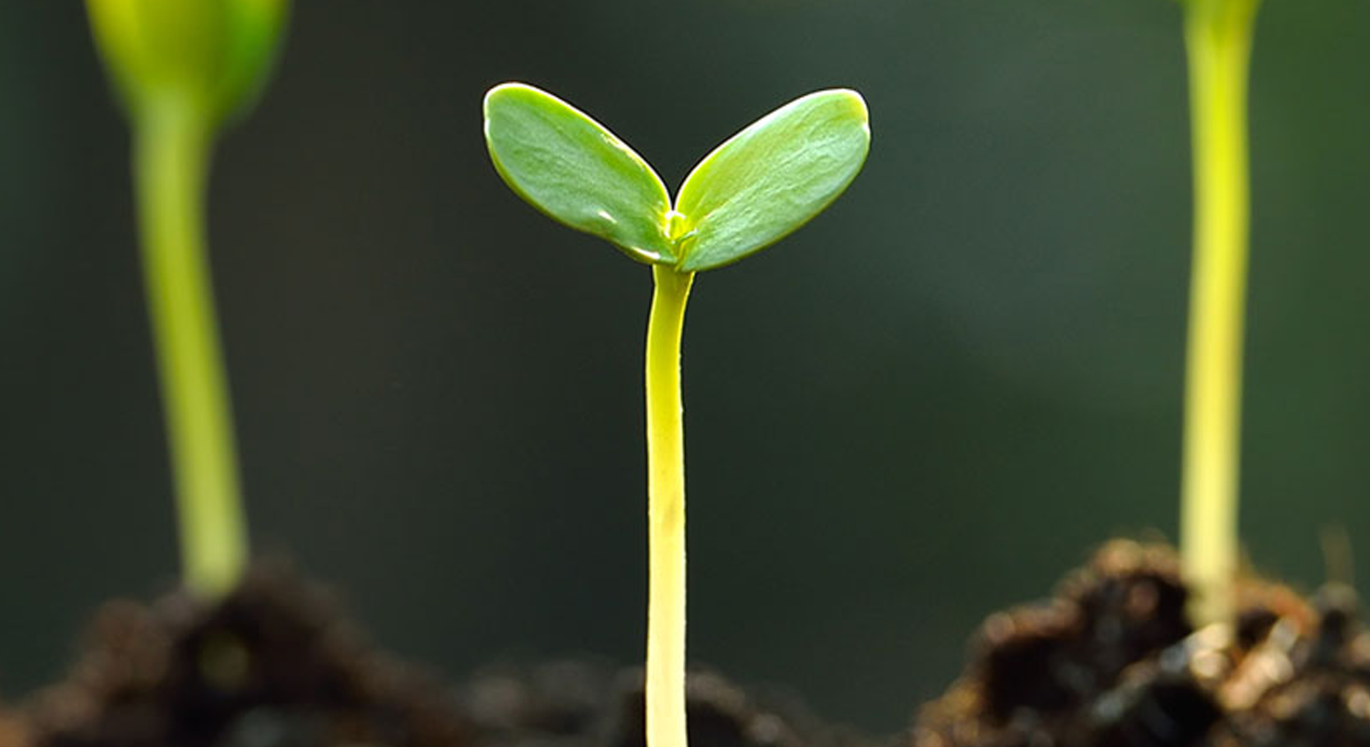 A young seedling growing in soil
