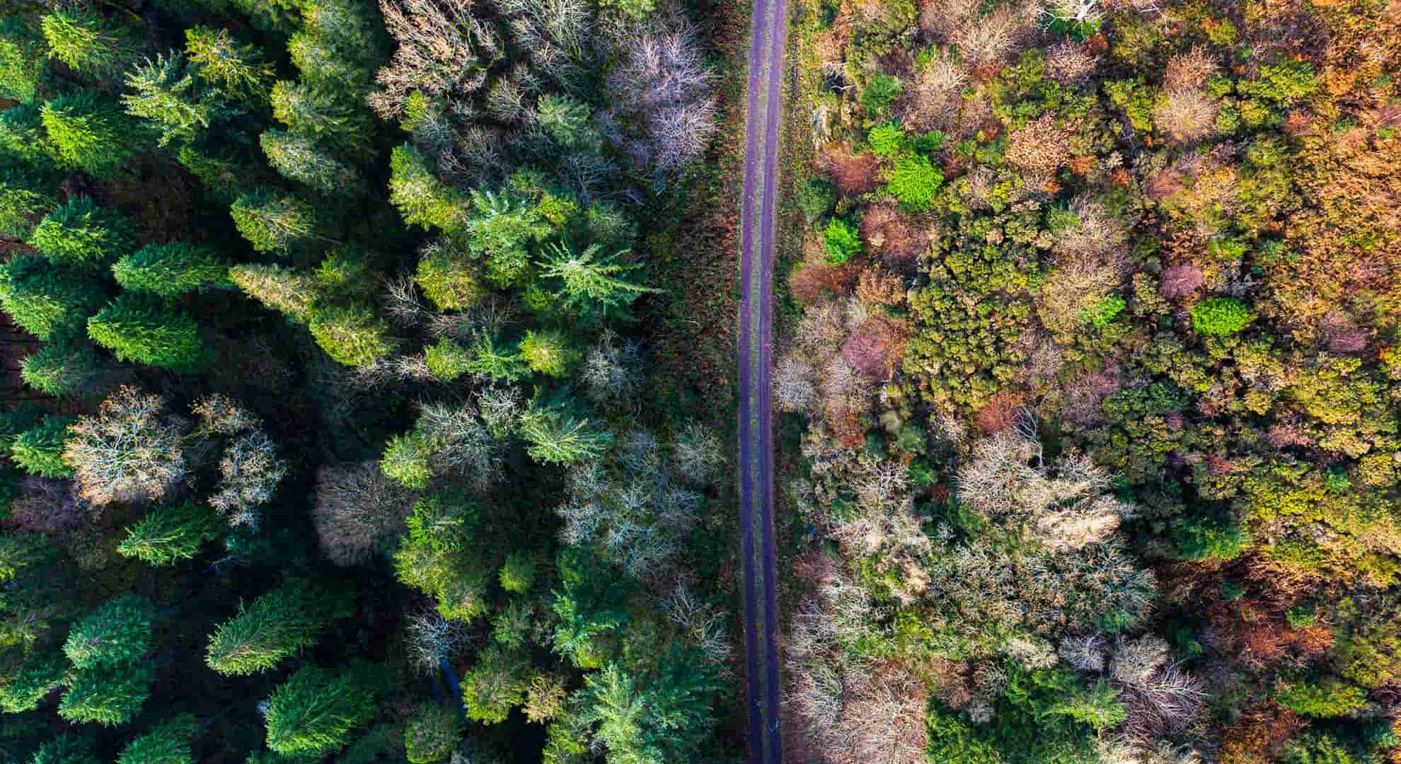 Aerial view photo of a a dirt track road going straight through a woodland area